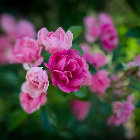 Du Domaine De La Groirie - Le Mans Trangé